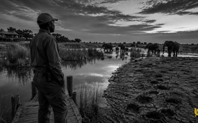 Okavango Delta 2026: Climate, Elephants and the Fight to Protect Botswana’s Wilderness Brand.